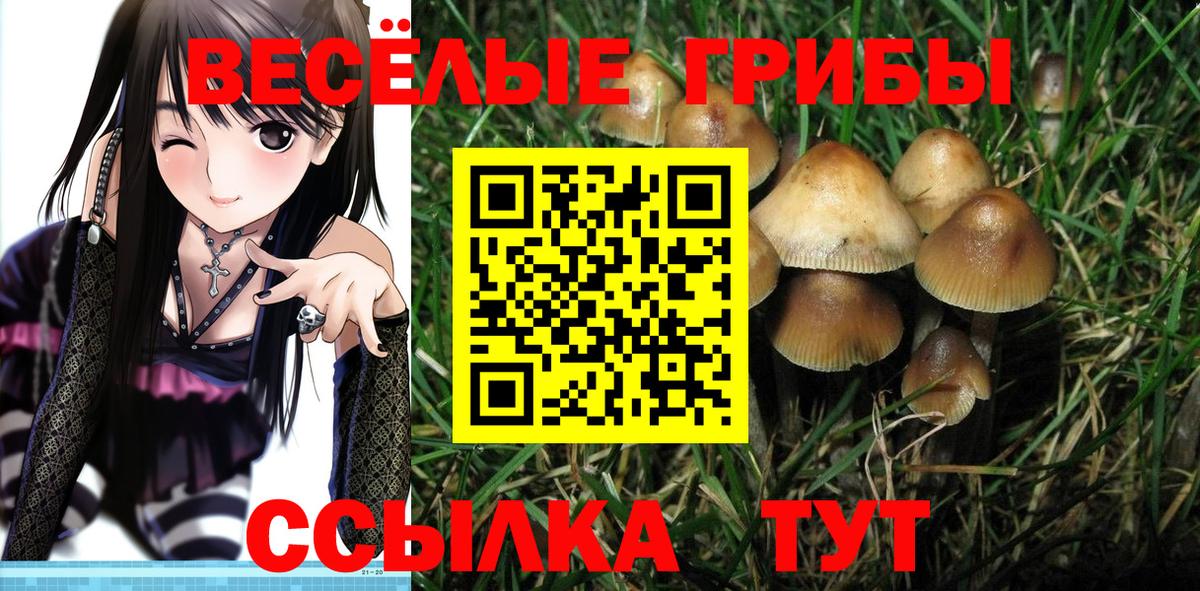 Вязьма  что такое   Вход с VPN  Псилоцибиновые грибы мухоморы 